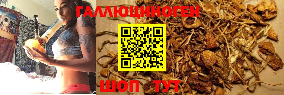 Псилоцибиновые грибы Psilocybe Воркута